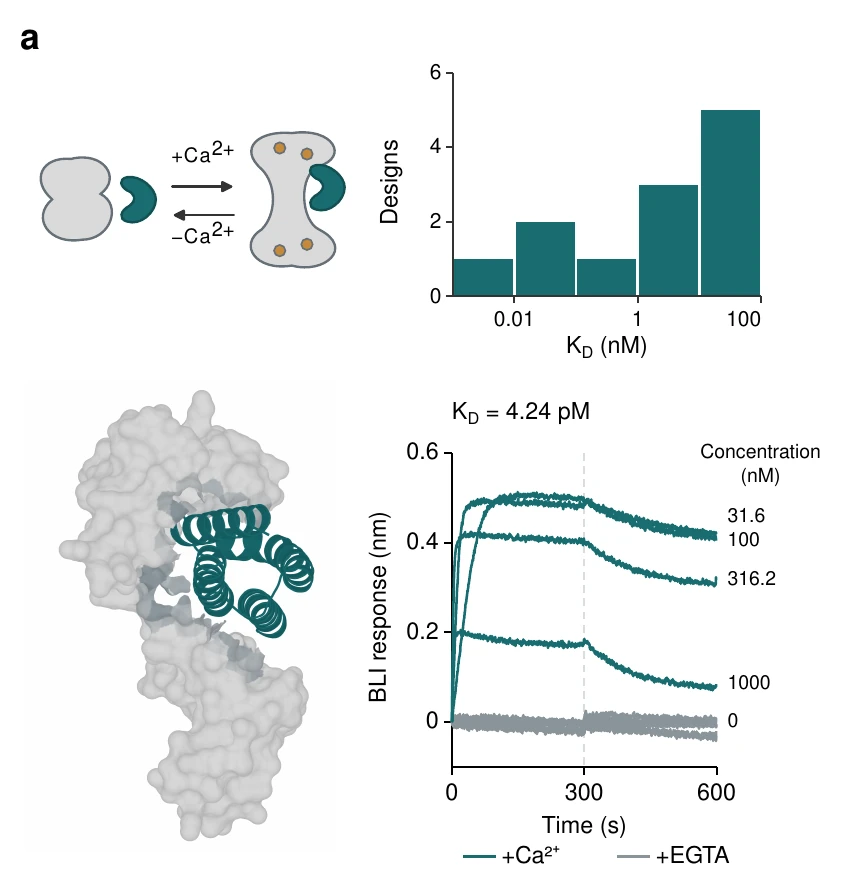 Designed calmodulin binder: concept, K_D histogram, design model and BLI traces