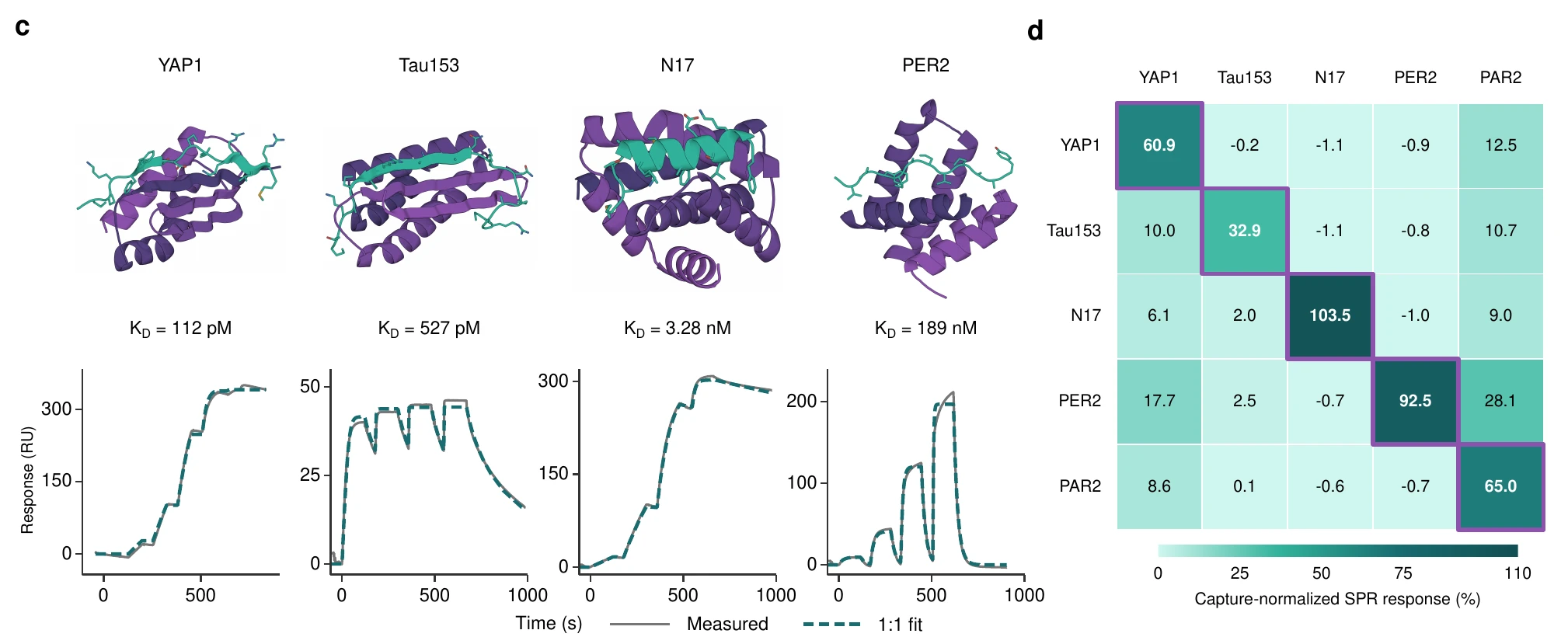 Disordered-peptide binders: design models, SPR fits and specificity matrix