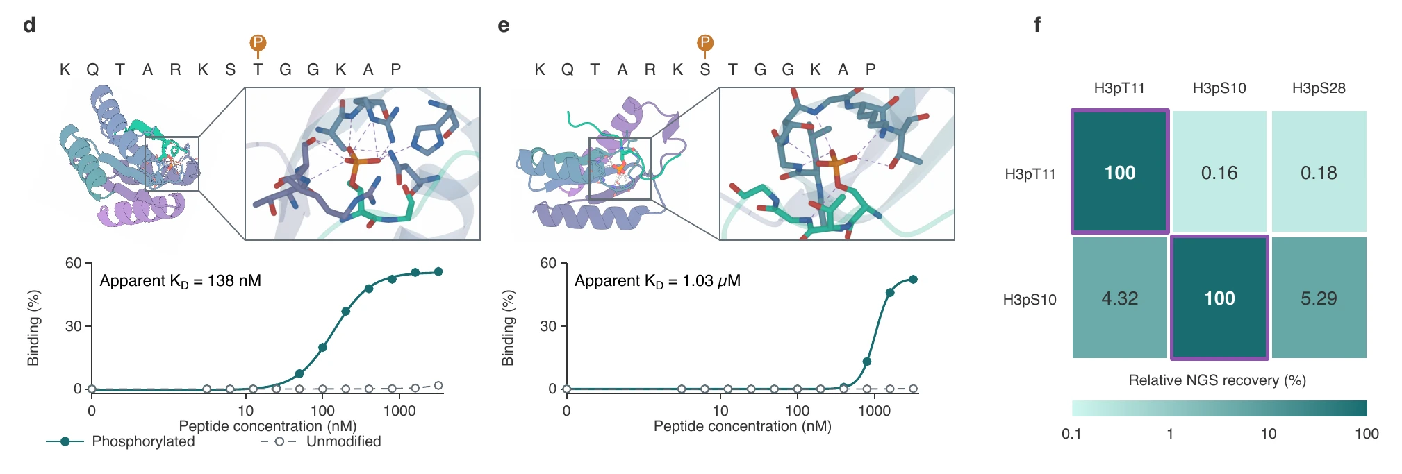 Phosphopeptide binders: design models, titrations and selectivity